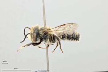 Media type: image;   Entomology 786124 Aspect: habitus lateral view